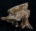 Woolly Mammoth Molar From North Sea #4419-2